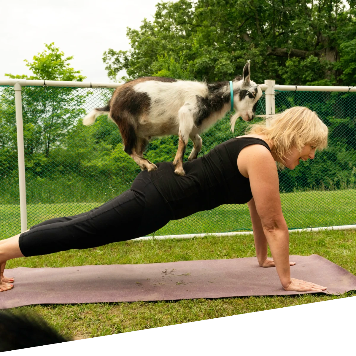 An image of a woman doing goat yoga outside while smiling.